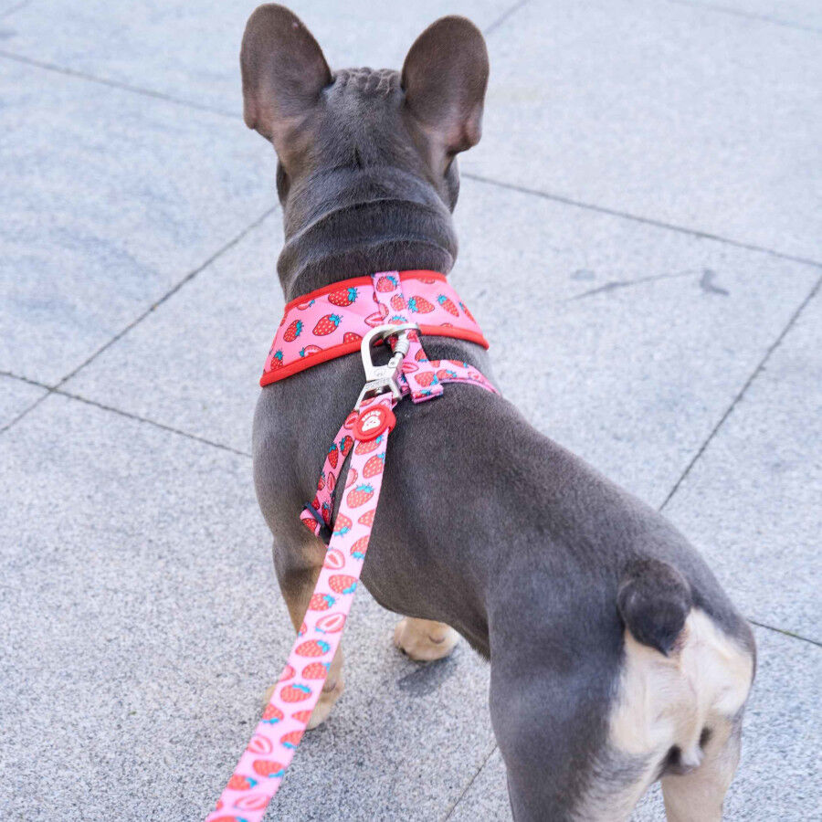 Dukier Correa Diseño Berry Love para perros