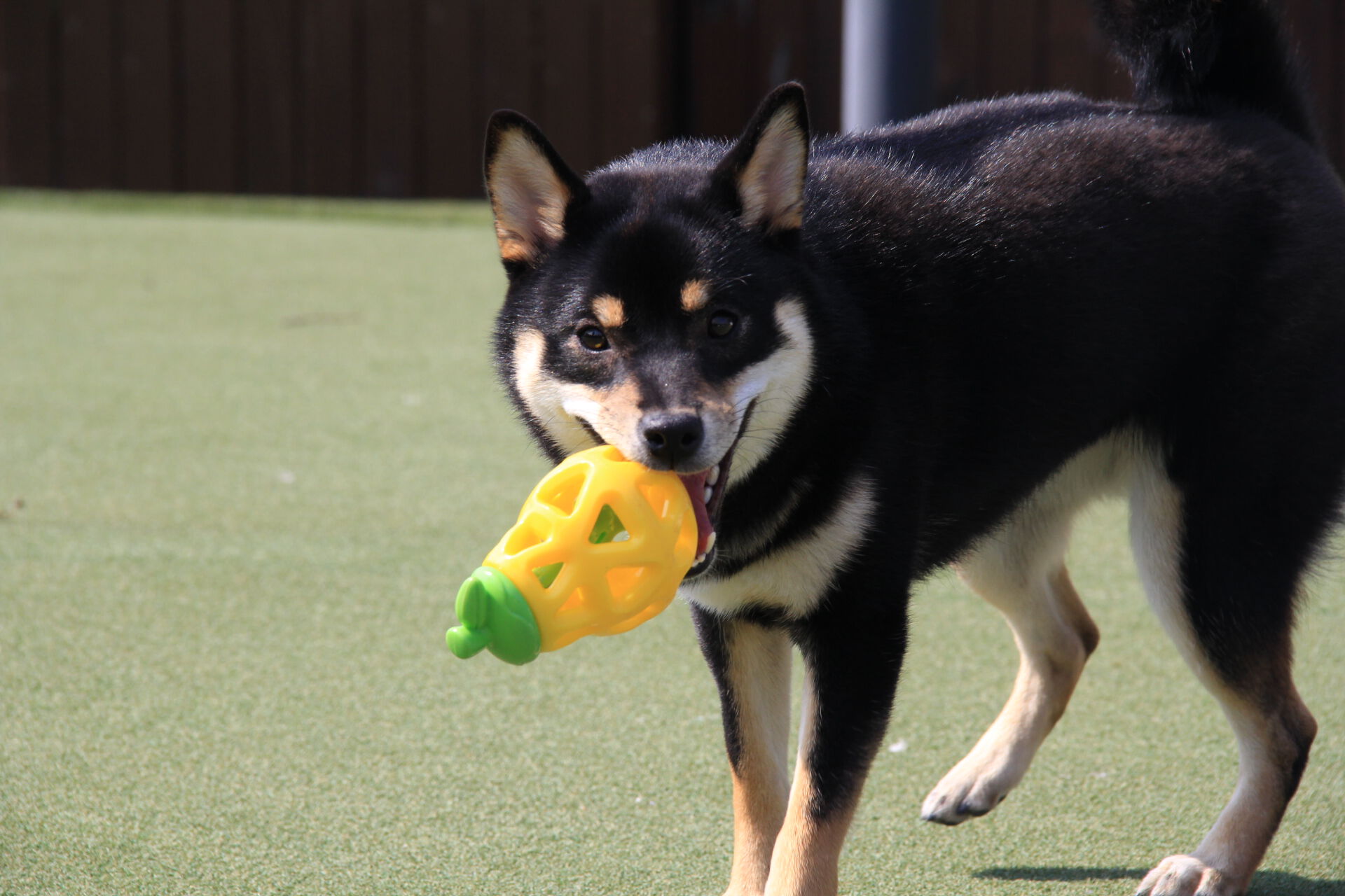 FOFOS | Dispensador de Galletas Pera  - Para Perro, , large Imagen numero 5