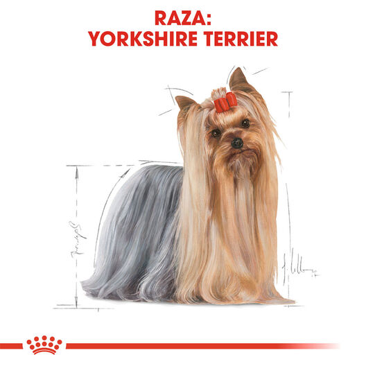 Royal Canin Adult Yorkshire Terrier pienso para perros, , large image number null