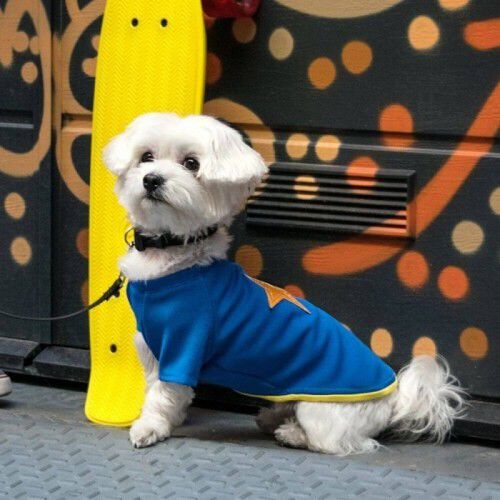 Camiseta para perros Groc Groc Nun Star azul el&eacute;ctrico, , large Imagen numero 2