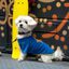 Camiseta para perros Groc Groc Nun Star azul el&eacute;ctrico, , large indicador imagen numero 2