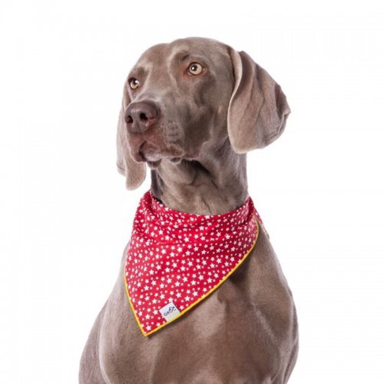 Bandana para perros estampado estrellas color Rojo, , large image number null