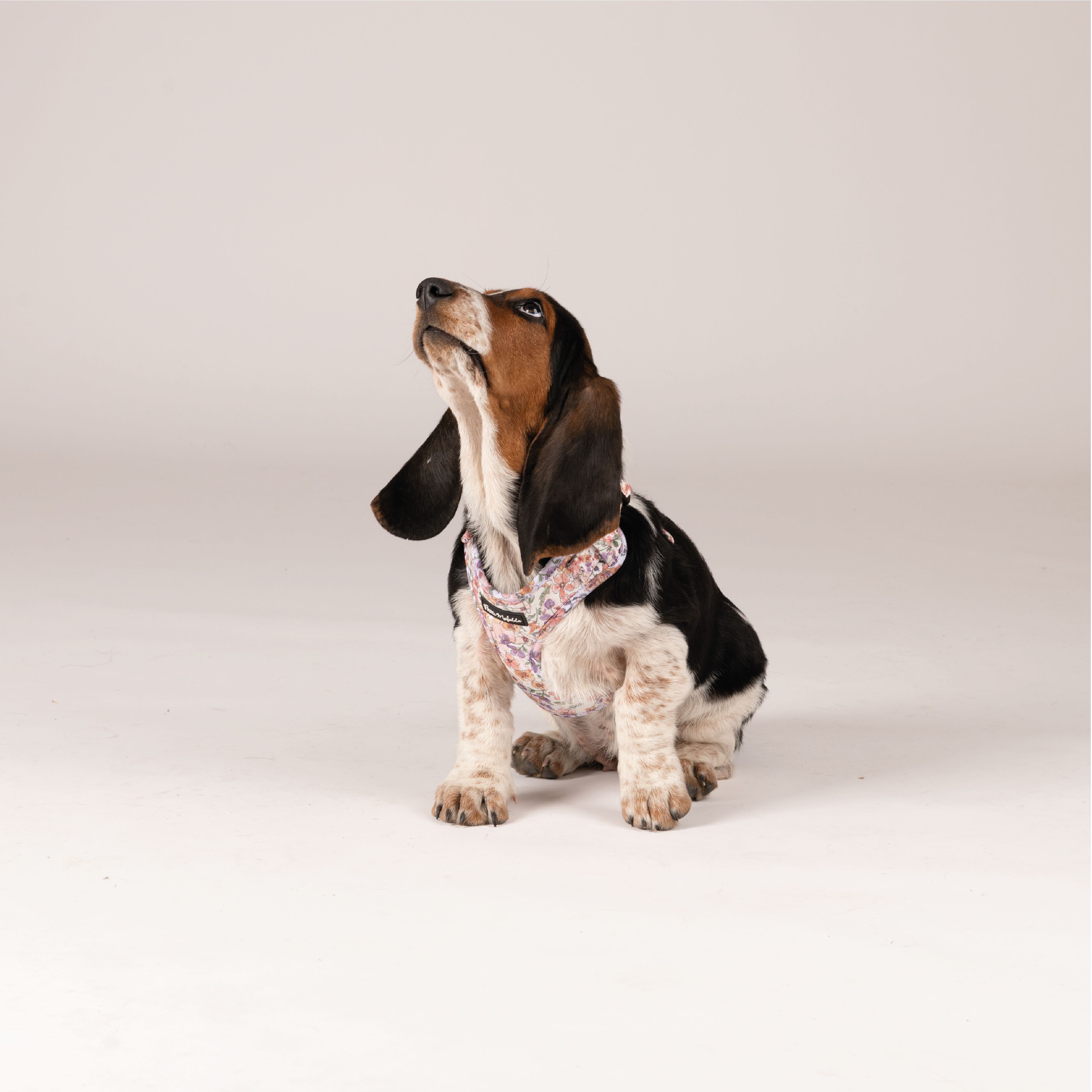 Petite Mafalda Arn&eacute;s Ajustable Estampado Flores rosas para perros, , large Imagen numero 2