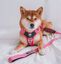 Correa CountryFox&trade; Pro &bull; Rosa, , large indicador imagen numero 2