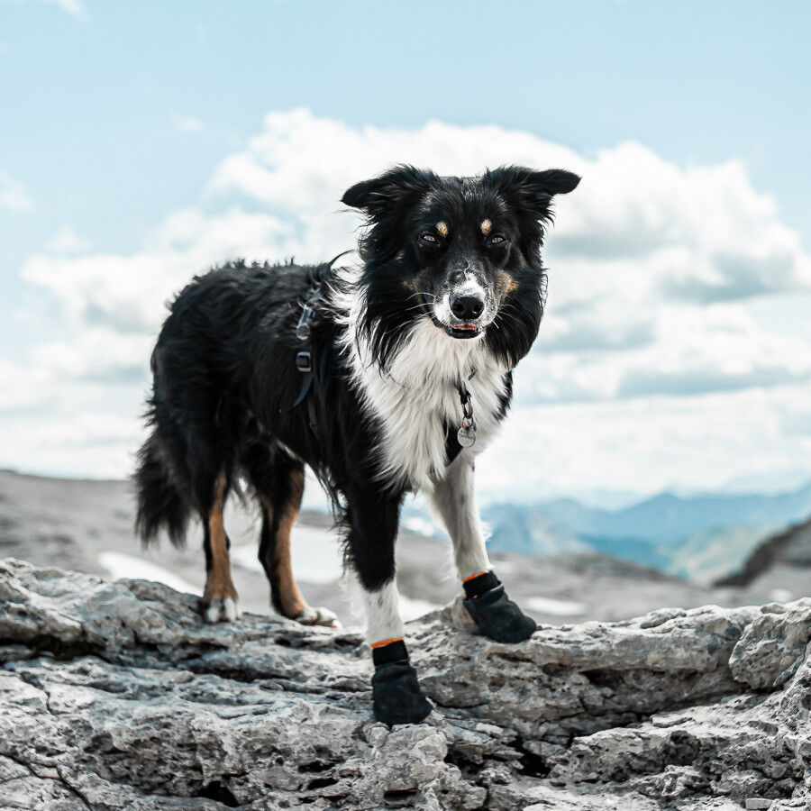 Non-stop dogwear Protector Bot&iacute;n Negro y Naranja para perros, , large Imagen numero 3