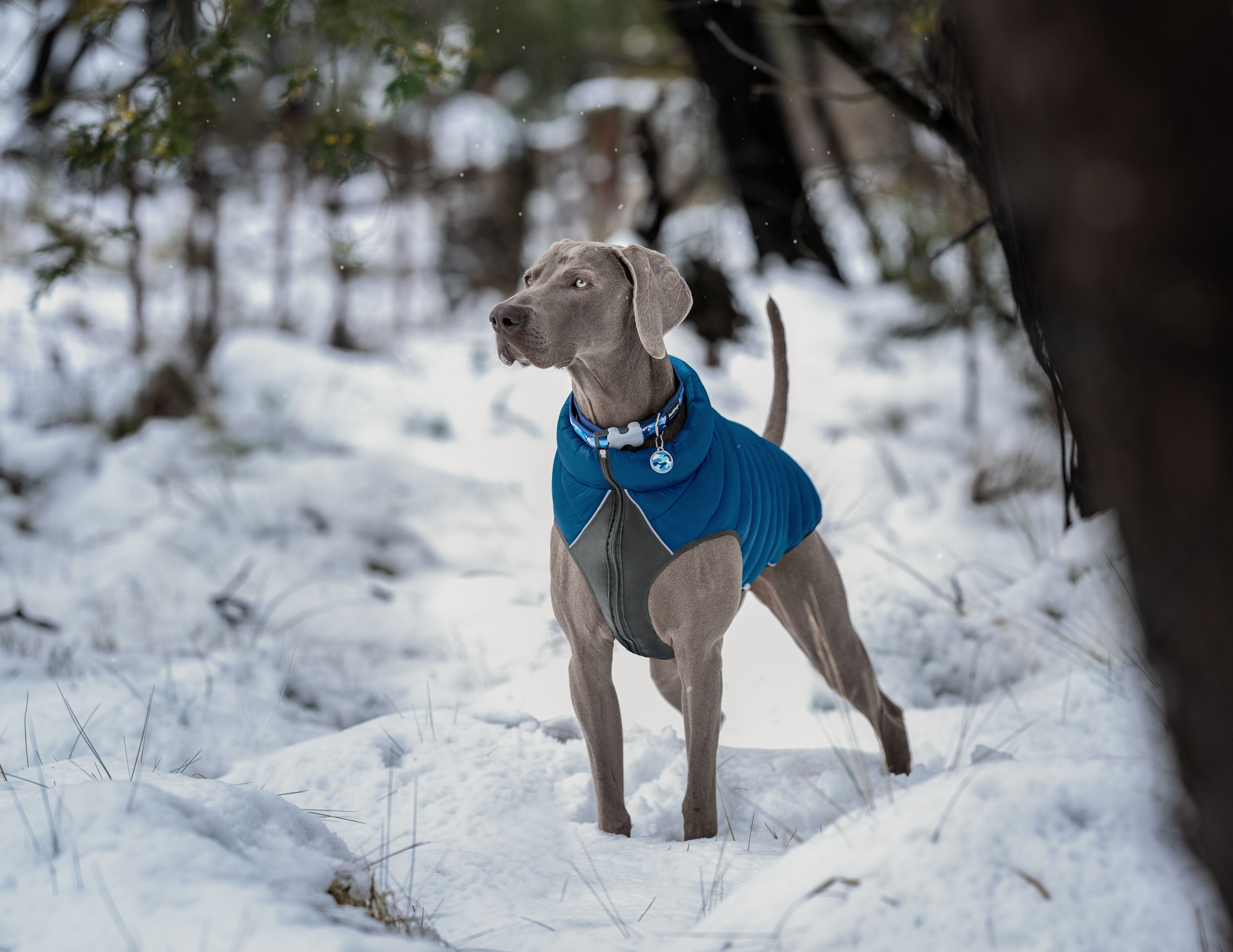 Placa identificativa Acero Inoxidable Esmalte Camuflaje Azul para perros, , large Imagen numero 2