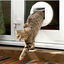 Sure Petcare SureFlap Puerta Automática Blanca con Microchip, , large indicador imagen numero 4