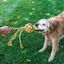 Kong Wubba Weaves Cuerda para perros, , large indicador imagen numero 3