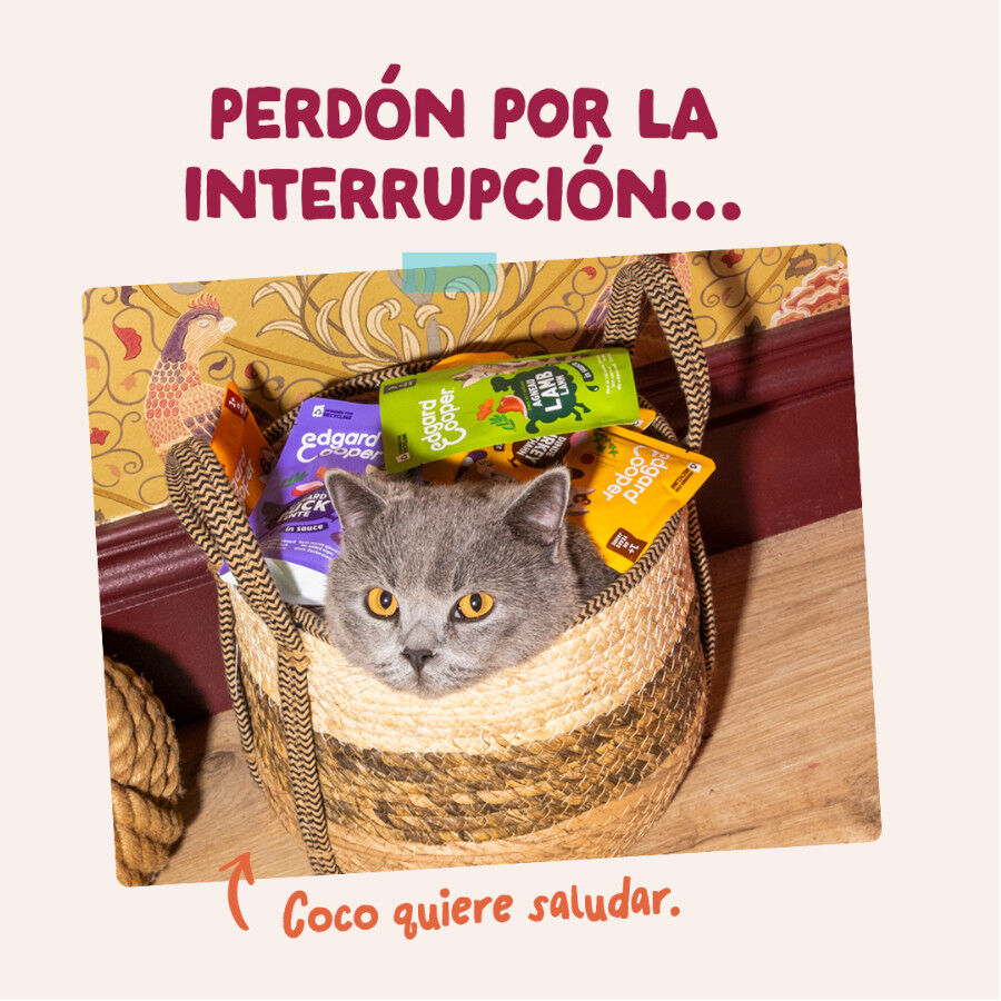 85 g Edgard & Cooper Pollo sobre en salsa para gatos, , large Imagen numero 8