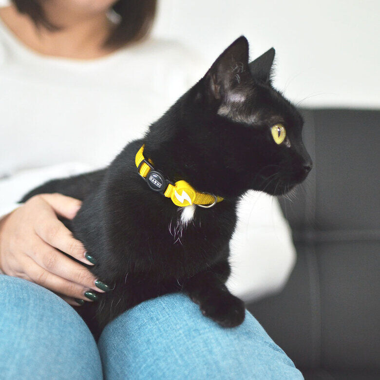 Dashi Collar de nylon Amarillo para gatos, , large Imagen numero 2