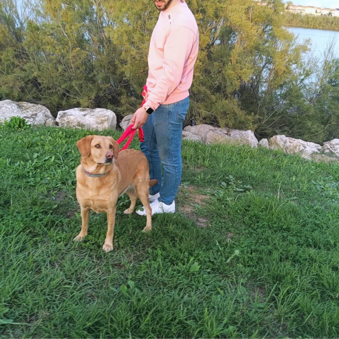 EGV - Correa multiposicion perro con doble asa de neopreno. Correa perro manos libres de 2,50 metros de longitud. (Rojo), , large Imagen numero 4