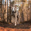 Non-stop Dogwear Abrigo de Lana Color Arena para perros, , large indicador imagen numero 3