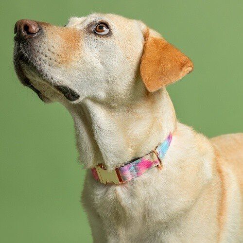 Baona collar yamuna multicolor para perros, , large Imagen numero 2