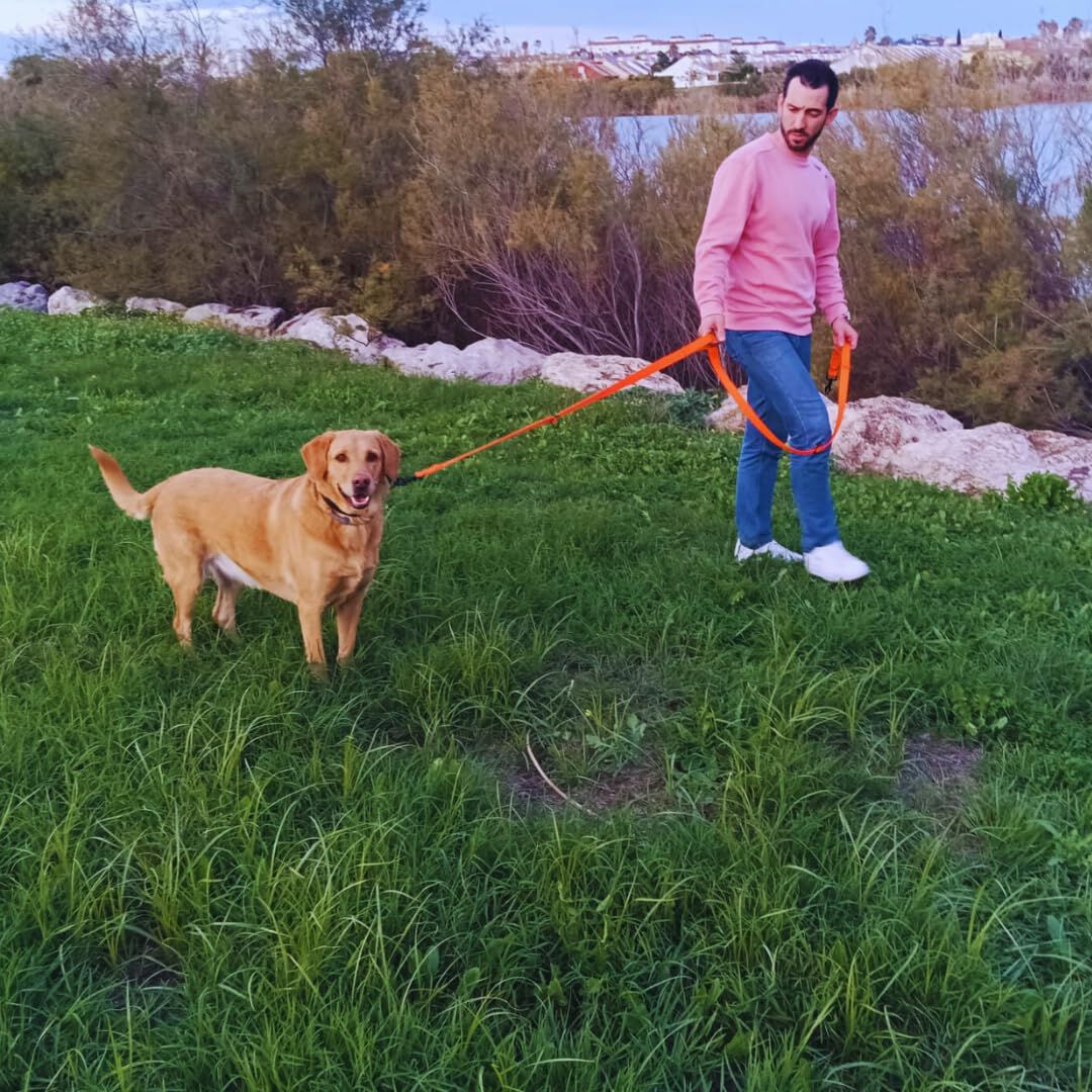 EGV - Correa multiposicion perro con doble asa de neopreno. Correa perro manos libres de 2,50 metros de longitud. (Naranja), , large Imagen numero 4