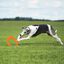 Juguete interactivo para perros Toss-N-Tug Tubo BIONIC, , large indicador imagen numero 4