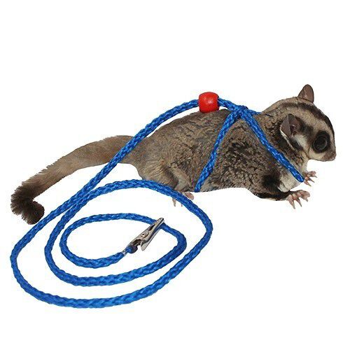 An&eacute;s y correa para petauros color Colores Variados, , large Imagen numero 1