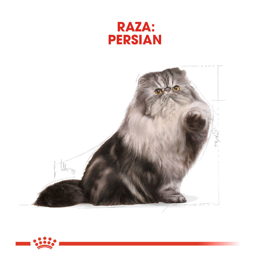 Royal Canin Persian pienso para gato adulto persa thumbnail