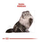 Royal Canin Persian pienso para gato adulto persa, , large image number null