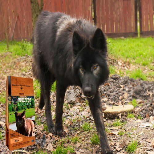 Pienso Wolves Legacy Puppy All Breed sabor Buey, ave y salm&oacute;n, , large Imagen numero 3