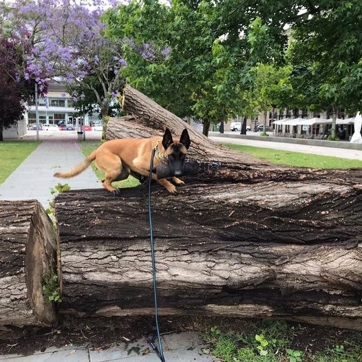 Set4Dogs Ona Correa Rosa Regulable para perros thumbnail