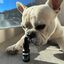 CALMA CBD para Perros | Aceite de CBD, , large indicador imagen numero 2