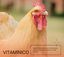 Vitamínico para Cría y Reproducción de Las Gallinas y Otras Aves de Corral 250 ml- Recomendable para la Reproducción y el Desarrollo de Las Crías, , large indicador imagen numero 4