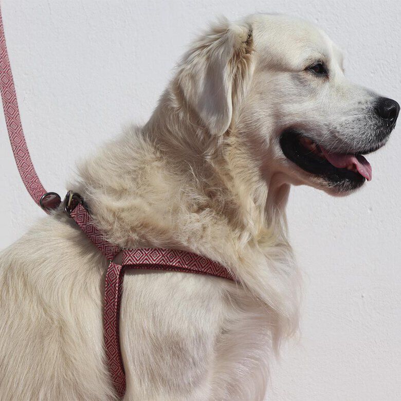 Ladran Gaucho Arn&eacute;s Mambo hecho a mano para perros, , large Imagen numero 6