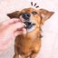 Higaditos de Ternera deshidratados. 100g. Chuches para perros y gatos. 100% Natural. MAIKAI PETS., , large indicador imagen numero 4