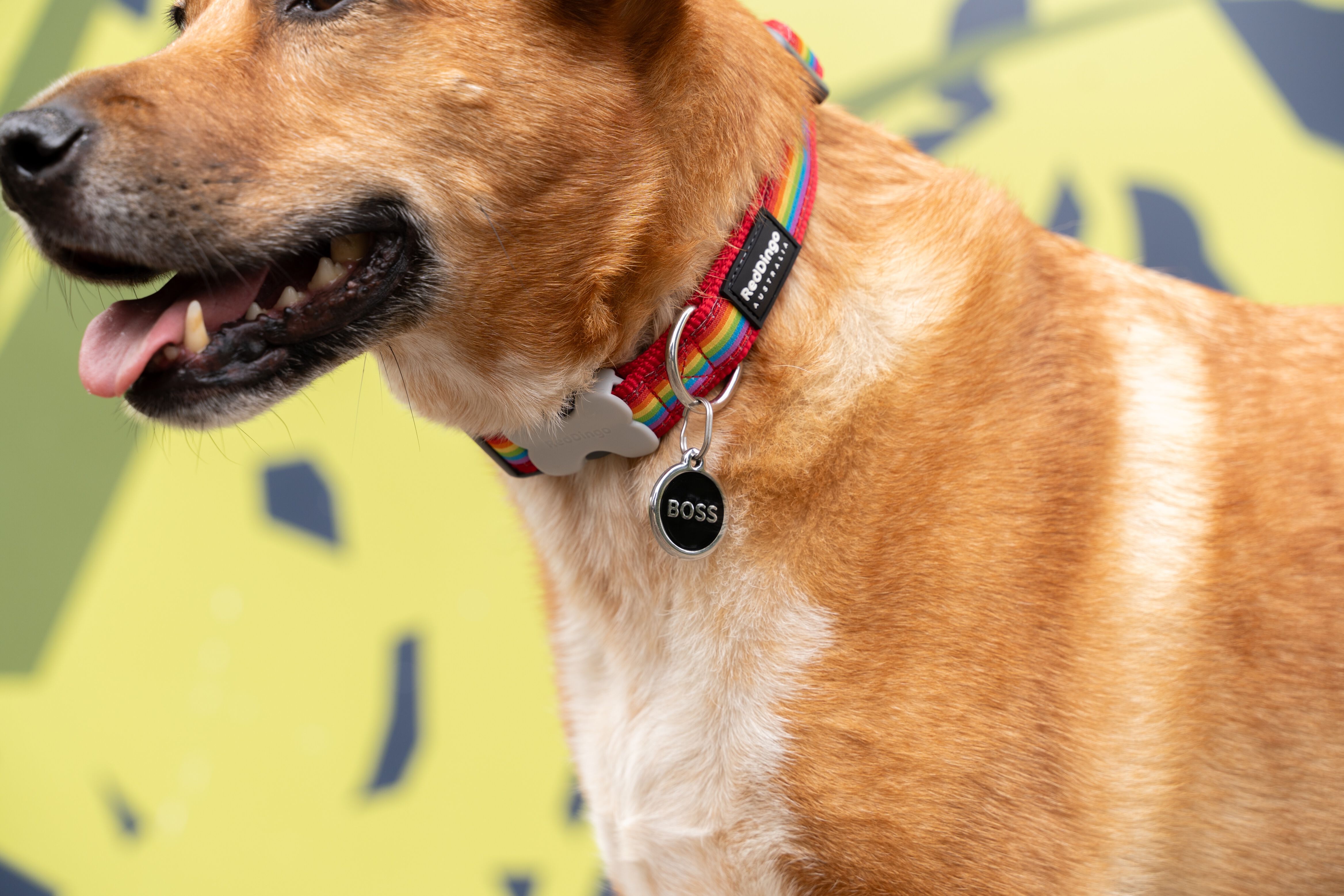 Red Dingo Placa identificativa Acero Inoxidable Azul para perros y gatos thumbnail