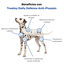 Treatsy Daily Defence Complemento &ndash; Anti-Picaz&oacute;n para Perros, , large indicador imagen numero 3