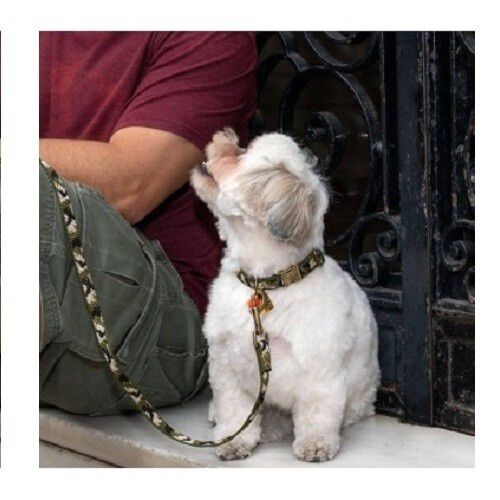 Collar Groc Groc Lucky color Verde, , large Imagen numero 2