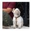 Collar Groc Groc Lucky color Verde, , large indicador imagen numero 2