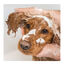 Beaphar Champú para todo tipo de pelo para perros, , large indicador imagen numero 3
