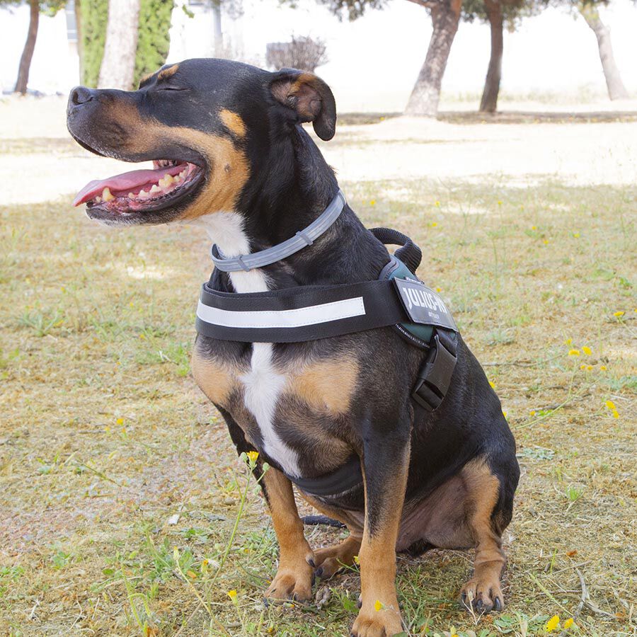 Julius K-9 IDC Arnés Verde para perros thumbnail