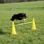 Equipo de agility para perros color Amarillo, , large indicador imagen numero 3