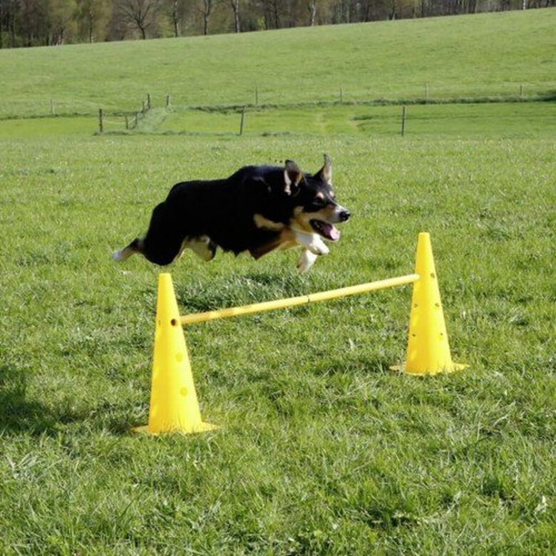 Equipo de agility para perros color Amarillo, , large image number null