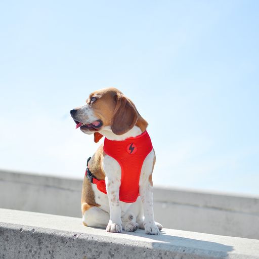 Neo mesh betty boop vintage color Rojo, , large Imagen numero 4