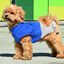 Nayeco X-TRM Chubasquero Azul y Gris para perros, , large indicador imagen numero 1