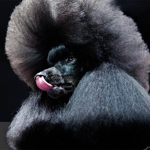 Spray fijador Evolution, , large Imagen numero 2