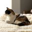 HuggleHounds cama lana blanca para mascotas, , large indicador imagen numero 8