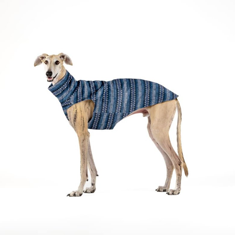 CandyPet Jersey de Lana con diseño elegante para perros de raza galgo, , large image number null