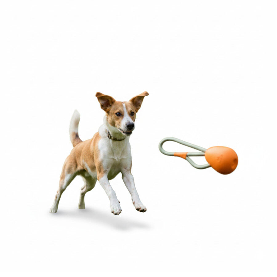 BECO Mordedor de Goma con Cuerda Naranja para perros, , large Imagen numero 6