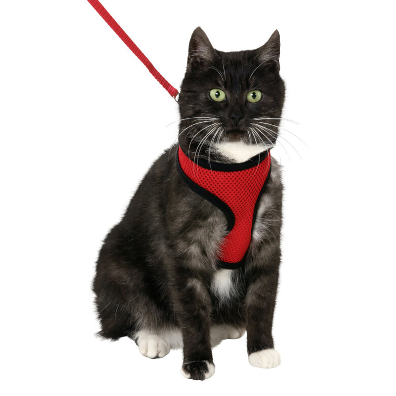 Flamingo Arnés con Correa Harms Rojo y Negro para gatitos