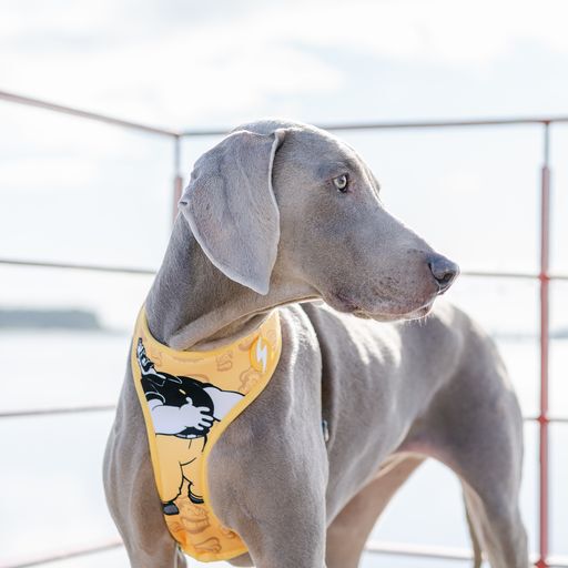 Arn&eacute;s reversible Neo Mesh Brutus para perros color Amarillo, , large Imagen numero 3