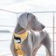 Arnés reversible Neo Mesh Brutus para perros color Amarillo, , large indicador imagen numero 3