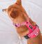 Arn&eacute;s CountryFox&trade; Pro &bull; Rosa, , large indicador imagen numero 4
