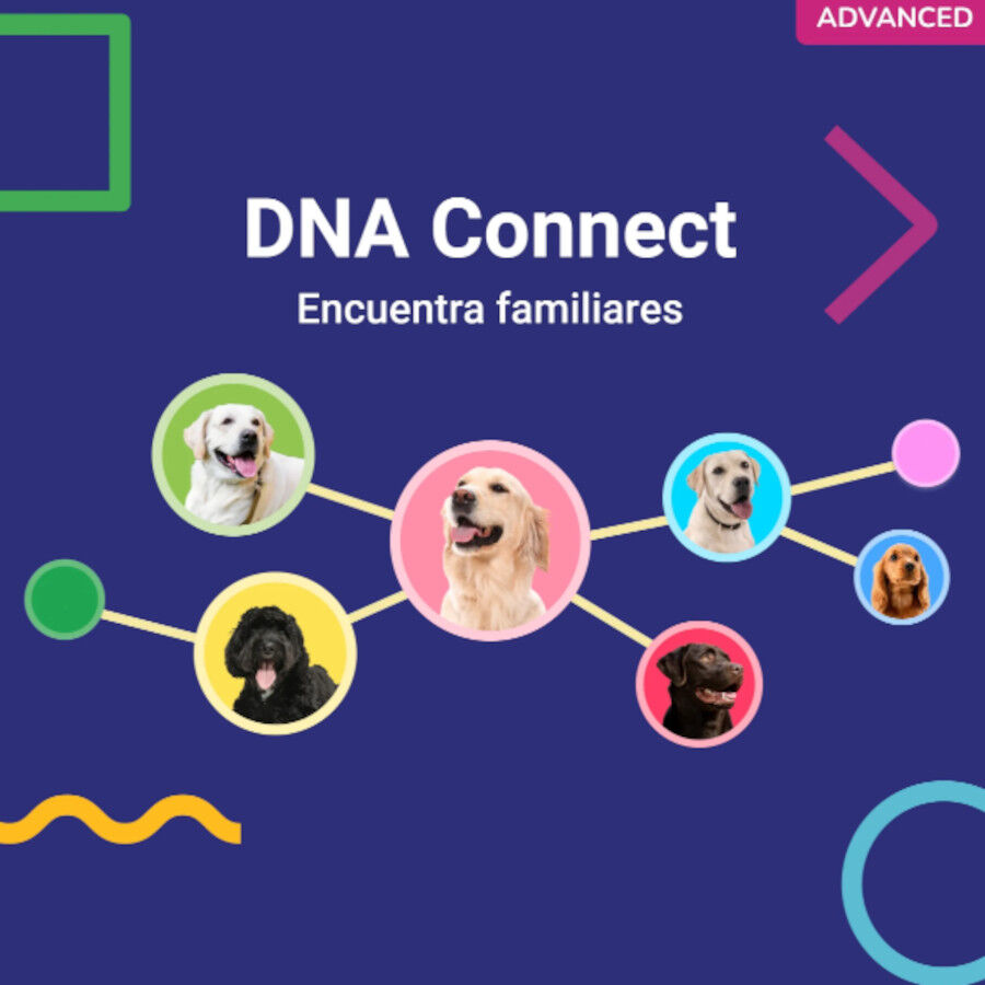Koko Genetics Prueba de ADN Advanced para perros, , large Imagen numero 5