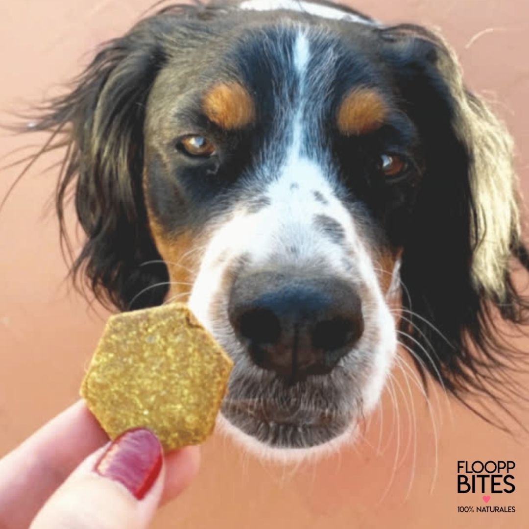 Pack de galletas naturales FlooppBITES Beef & Veggies para perros, , large Imagen numero 3