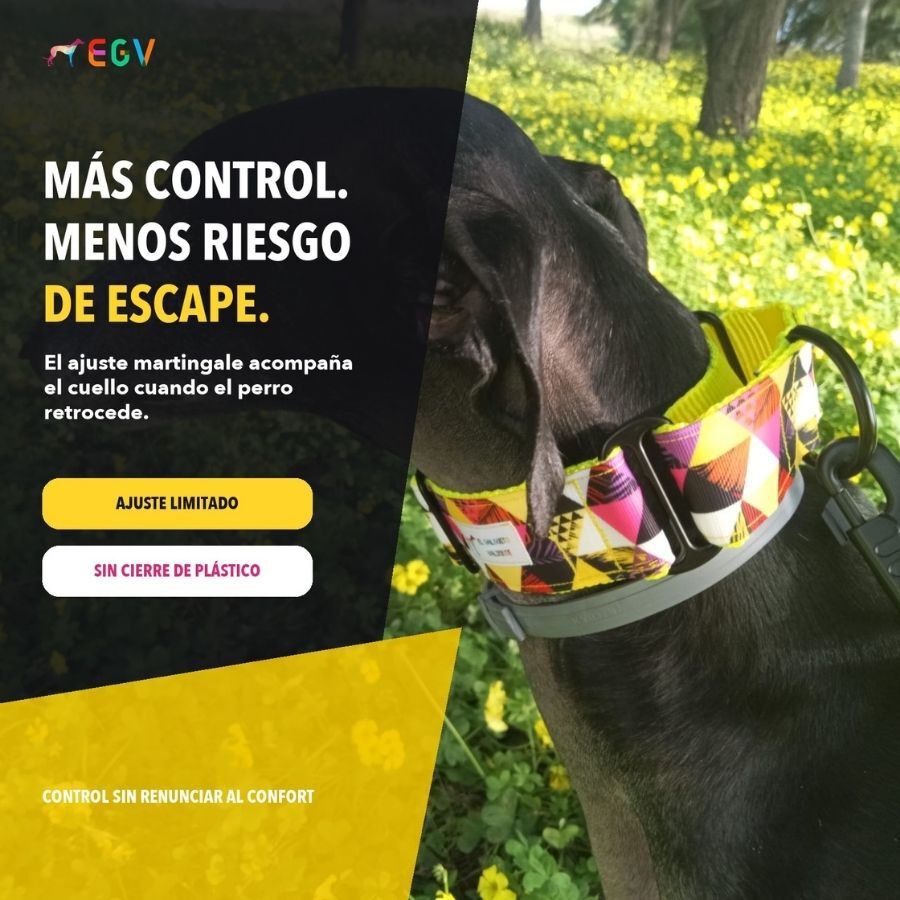 EGV - Collar Martingale 4 cm ancho, Collar galgo hecho a mano en Espa&ntilde;a (Triangulos), , large Imagen numero 2