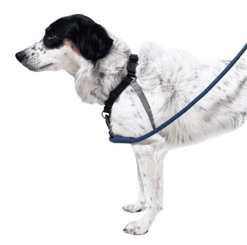 Arn&eacute;s Zee.dog SOFT-WALK GOTHAM M, , large Imagen numero 3